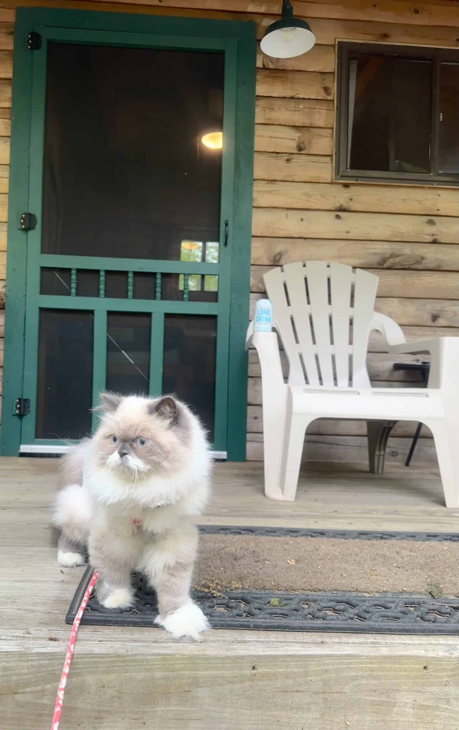 Campgrounds in CT with a Cat