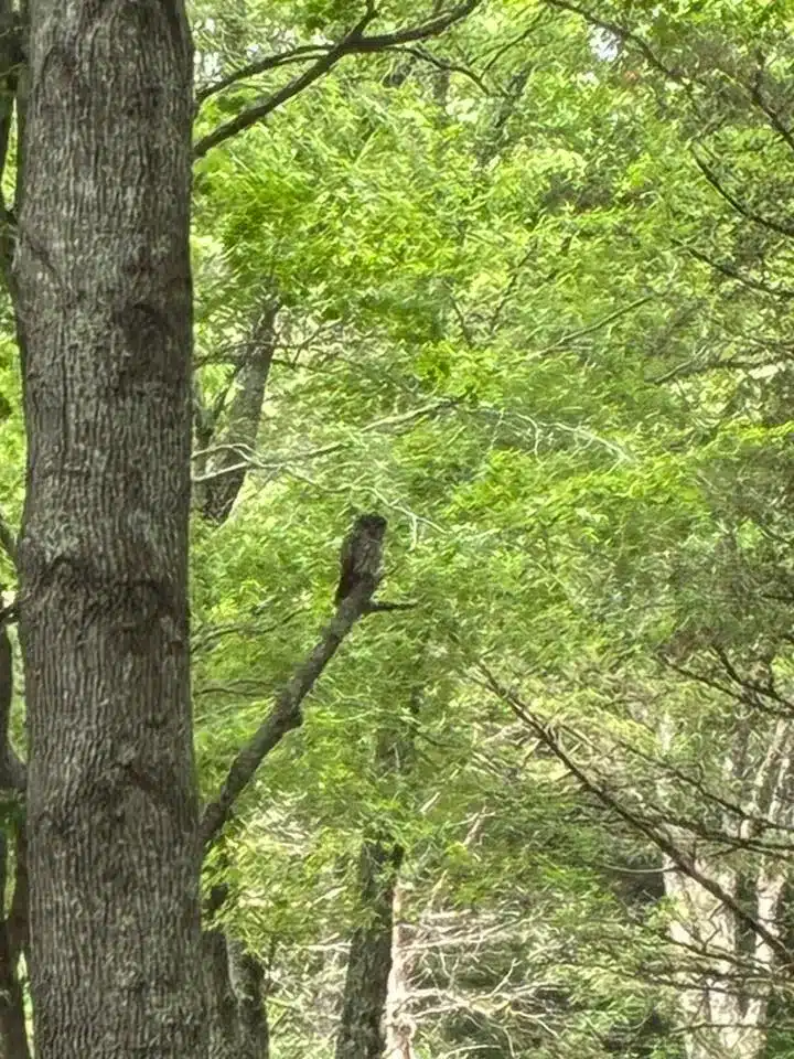 Acorn Acres Campground in Bozrah CT with spacious wooded campsites