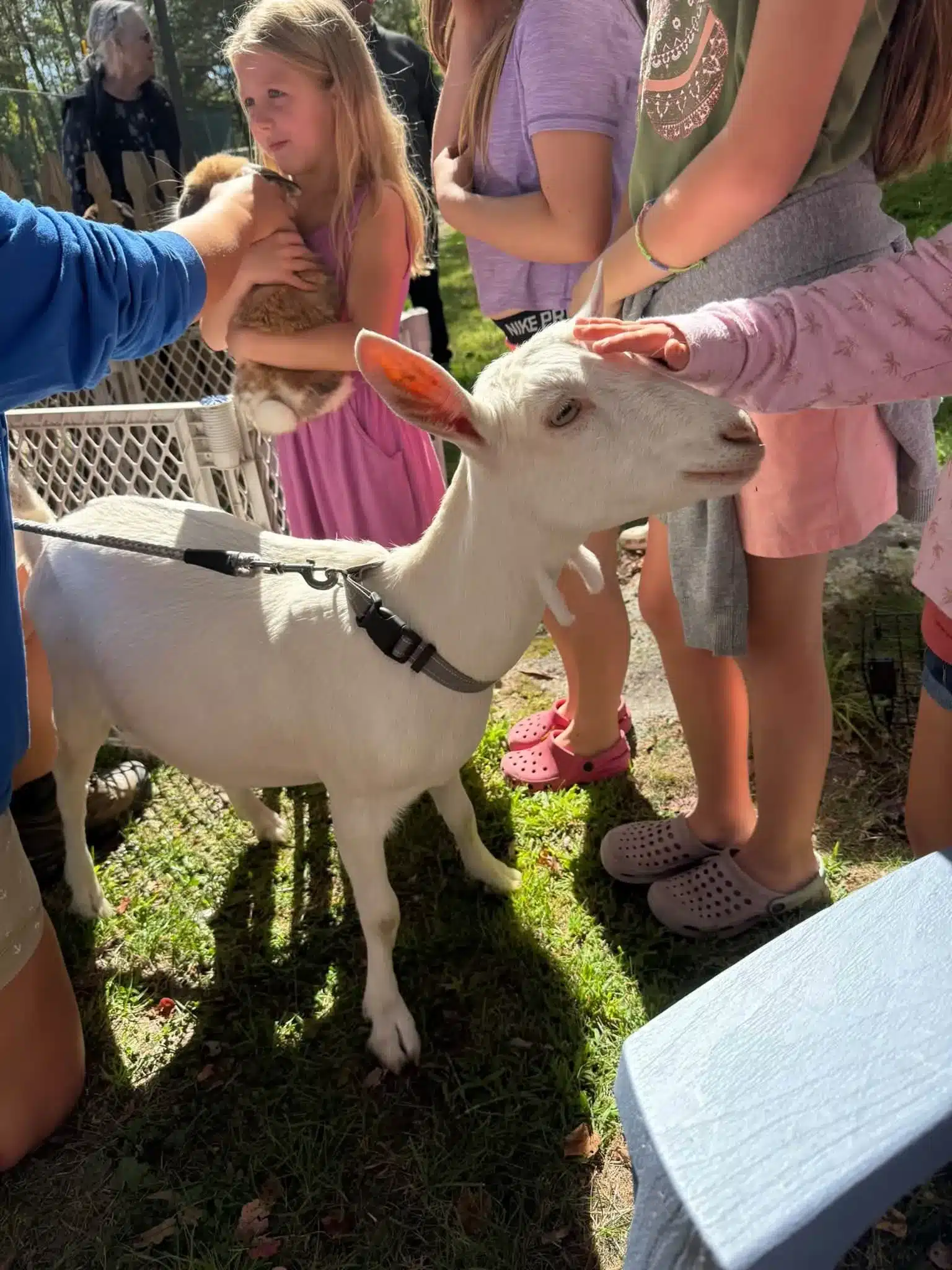 Children reaching over a fenced enclosure to pet a white goat at Acorn Acres Campground in Bozrah, CT