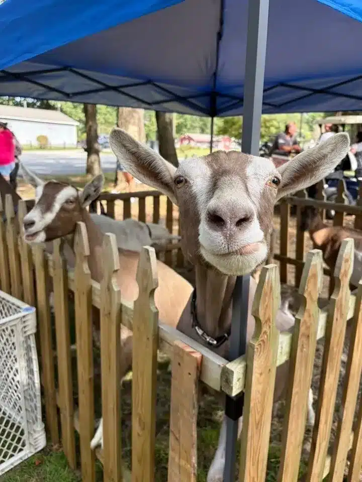 Gray goat facing the camera over a wooden enclosure beneath a canopy at Acorn Acres Campground in Bozrah, CT