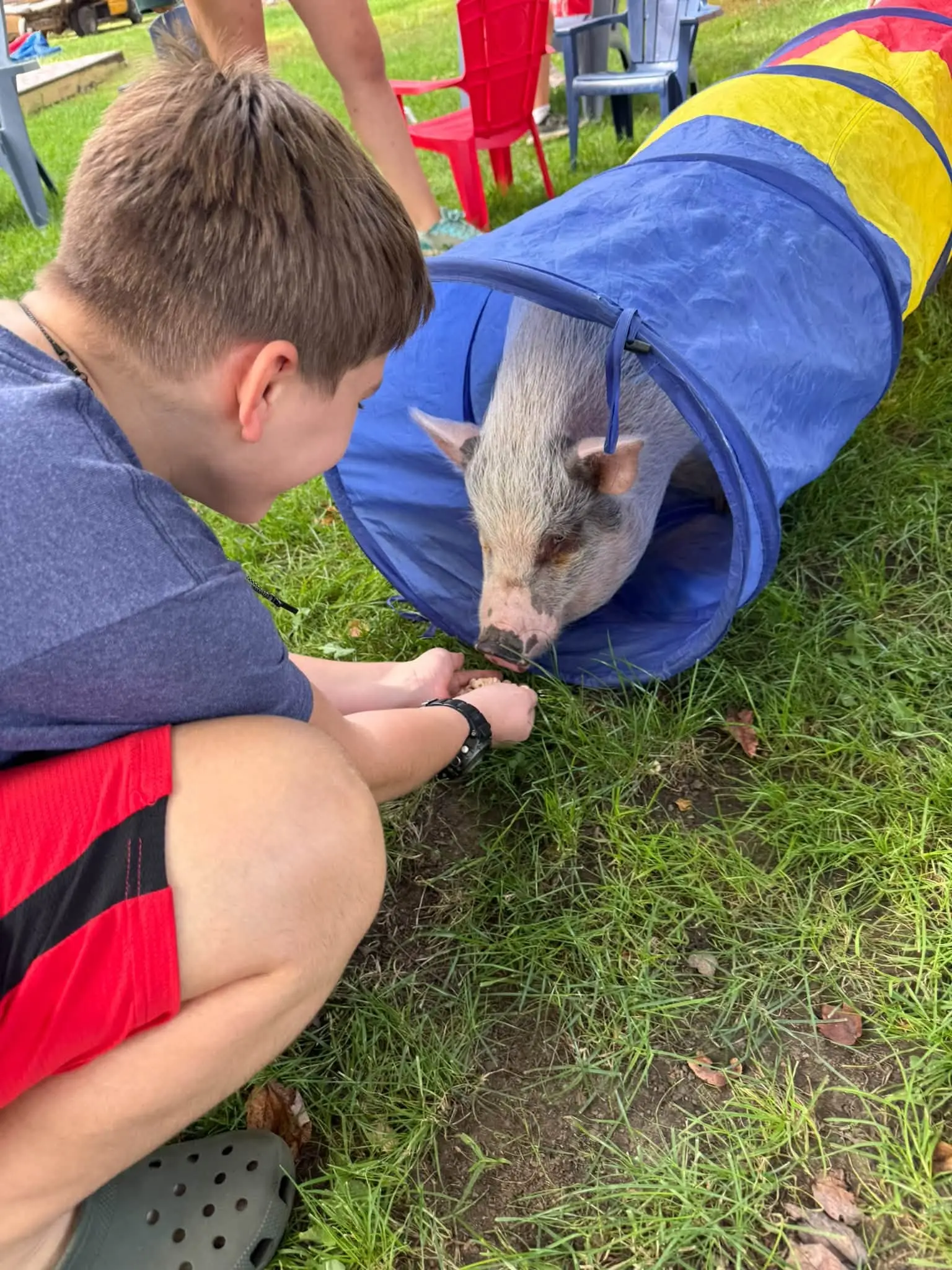 Boy crouching beside a small pig near a colorfu play tunnel at Acorn Acres Campground in Bozrah, CT